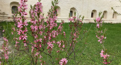 На территории Спасо-Евфимиева монастыря в Суздале расцвёл миндаль